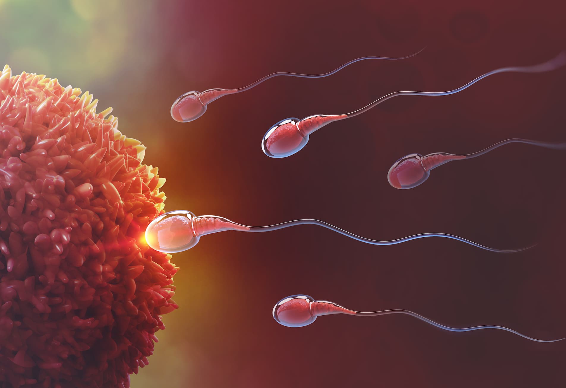 Sperm DNA Hasarı Nedir? Sperm DNA Hasarı Testi