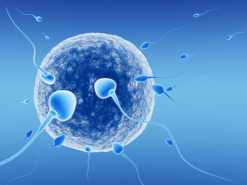 Erkeklerde Sağlıklı Sperm Üretimi Nasıl Oluyor?